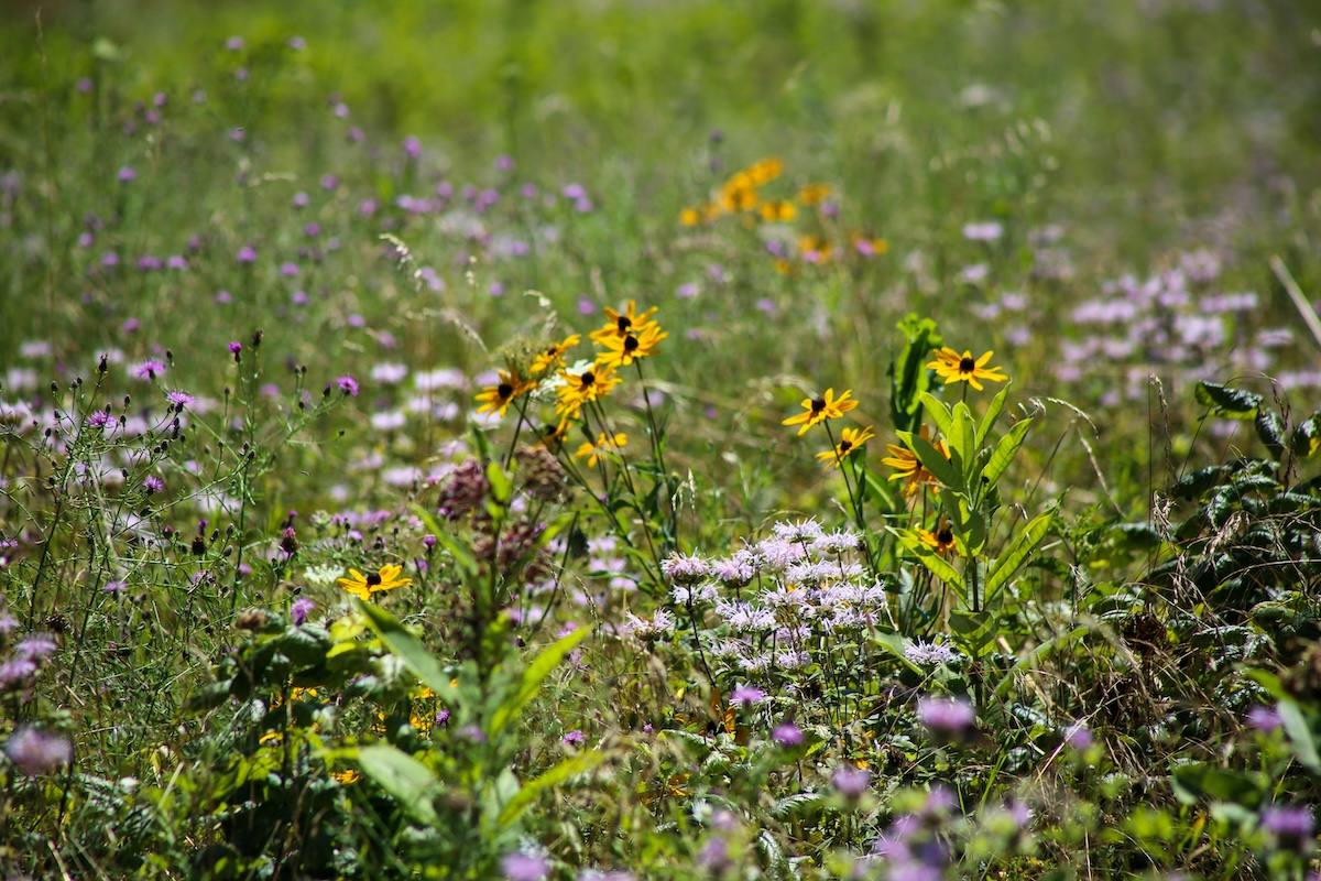 Rudbeckia | Elk Rapids Garden Club